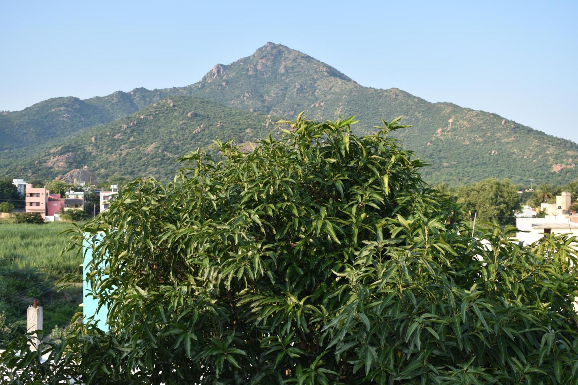Rainbow Guest House Tiruvannāmalai Εξωτερικό φωτογραφία